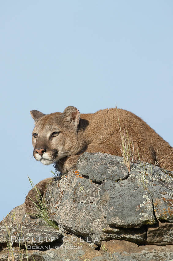 Mountain lion, Sierra Nevada foothills, Mariposa, California., Puma concolor, natural history stock photograph, photo id 15840