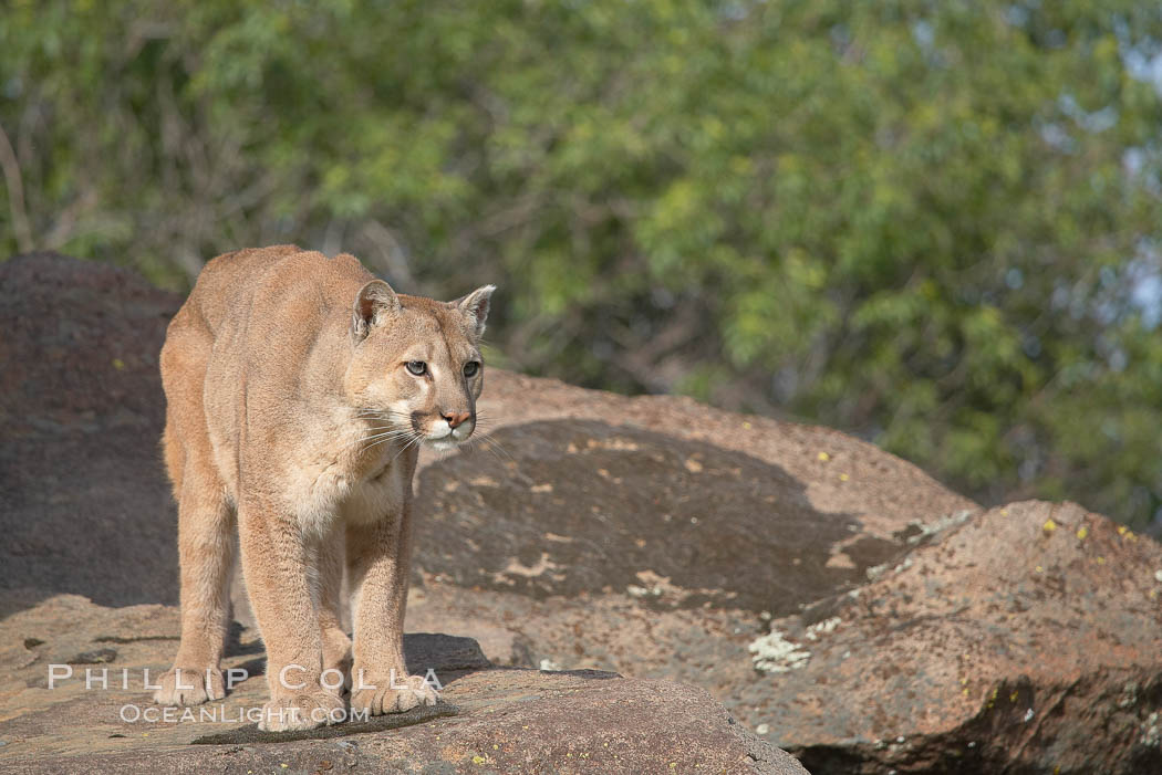 Mountain lion, Sierra Nevada foothills, Mariposa, California., Puma concolor, natural history stock photograph, photo id 15848