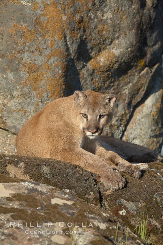 Mountain lion, Sierra Nevada foothills, Mariposa, California., Puma concolor, natural history stock photograph, photo id 15852