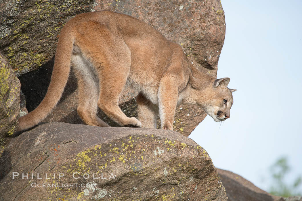 Mountain lion, Sierra Nevada foothills, Mariposa, California., Puma concolor, natural history stock photograph, photo id 15856