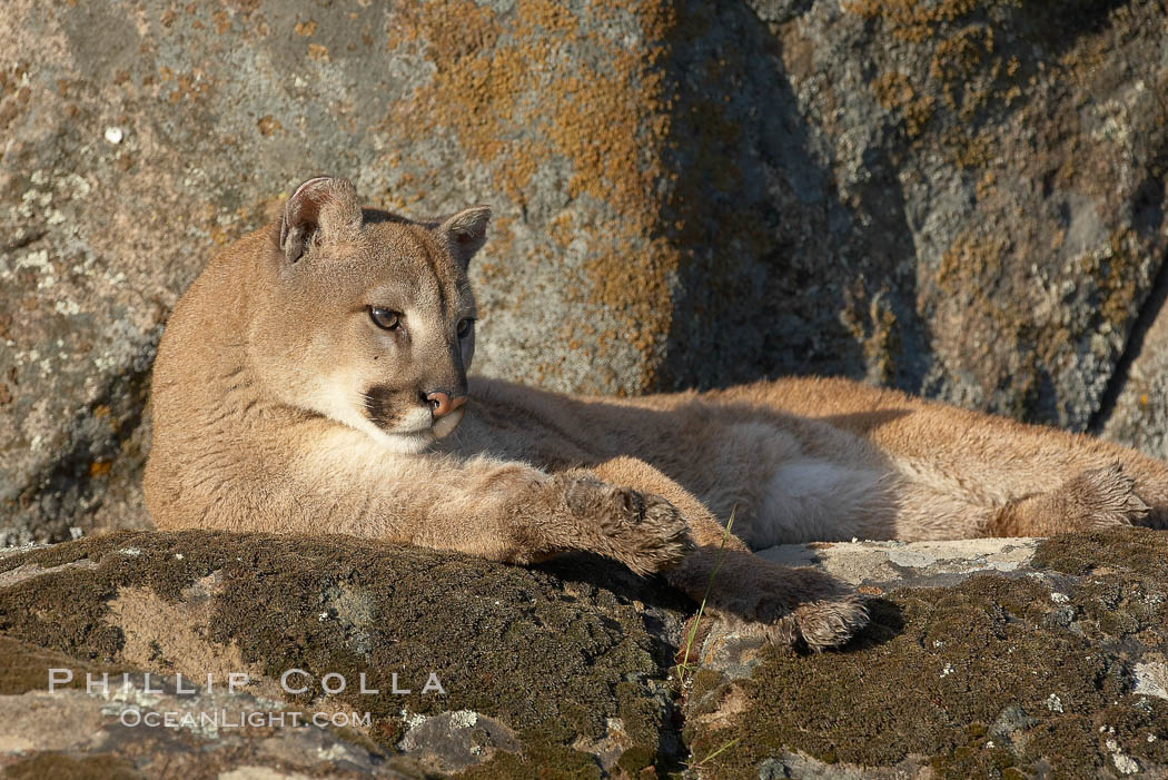 Mountain lion, Sierra Nevada foothills, Mariposa, California., Puma concolor, natural history stock photograph, photo id 15860