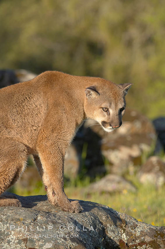 Mountain lion, Sierra Nevada foothills, Mariposa, California., Puma concolor, natural history stock photograph, photo id 15864