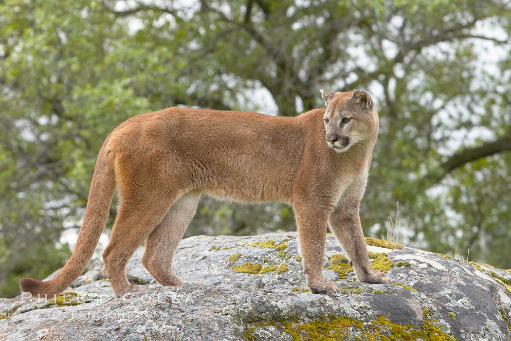 Mountain lion, Sierra Nevada foothills, Mariposa, California., Puma concolor, natural history stock photograph, photo id 15868