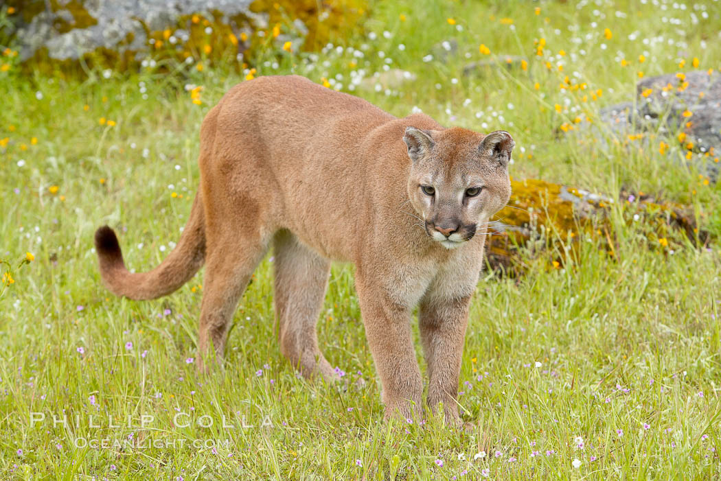 Mountain lion, Sierra Nevada foothills, Mariposa, California., Puma concolor, natural history stock photograph, photo id 15823