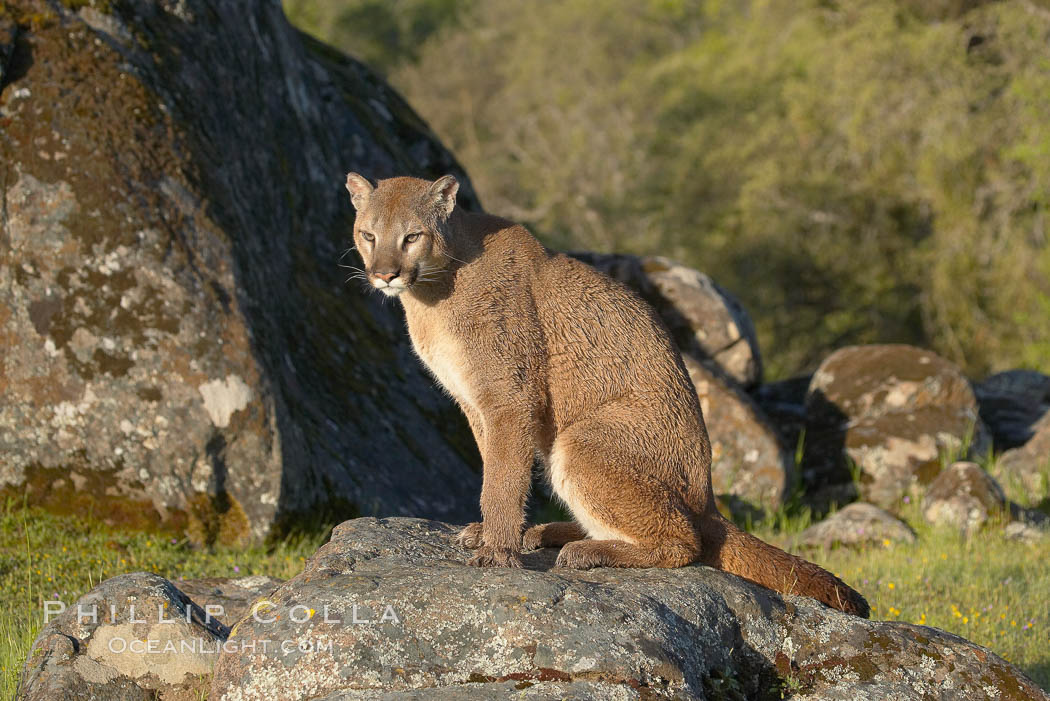 Mountain lion, Sierra Nevada foothills, Mariposa, California., Puma concolor, natural history stock photograph, photo id 15835