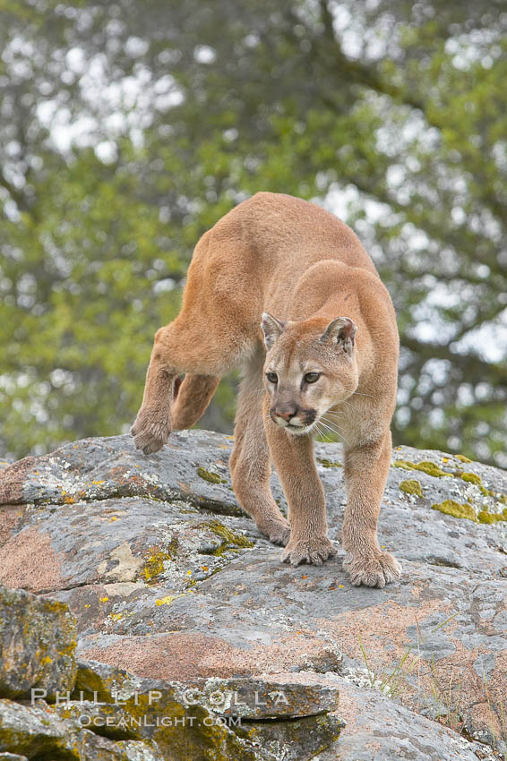 Mountain lion, Sierra Nevada foothills, Mariposa, California., Puma concolor, natural history stock photograph, photo id 15839