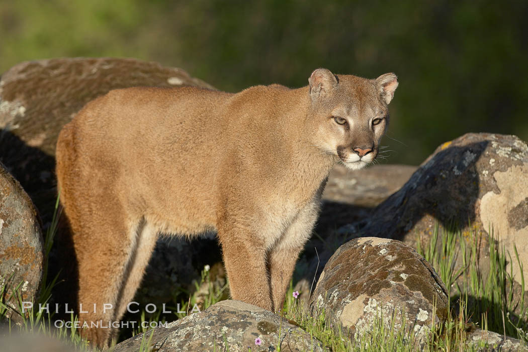 Mountain lion, Sierra Nevada foothills, Mariposa, California., Puma concolor, natural history stock photograph, photo id 15843