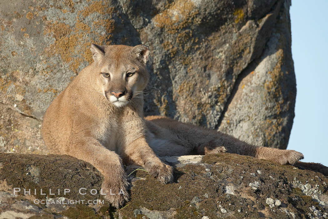 Mountain lion, Sierra Nevada foothills, Mariposa, California., Puma concolor, natural history stock photograph, photo id 15851