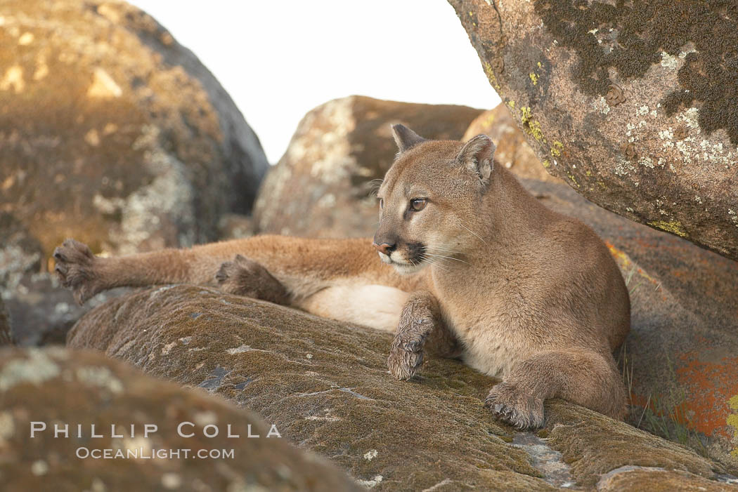 Mountain lion, Sierra Nevada foothills, Mariposa, California., Puma concolor, natural history stock photograph, photo id 15859