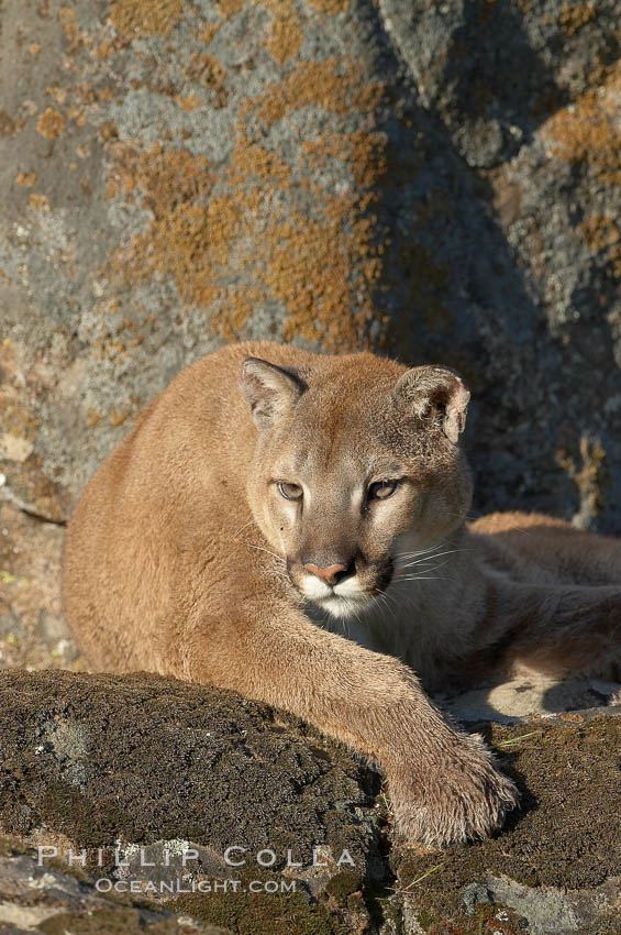 Mountain lion, Sierra Nevada foothills, Mariposa, California., Puma concolor, natural history stock photograph, photo id 15863