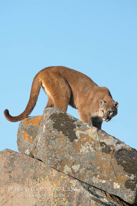 Mountain lion, Sierra Nevada foothills, Mariposa, California., Puma concolor, natural history stock photograph, photo id 15867