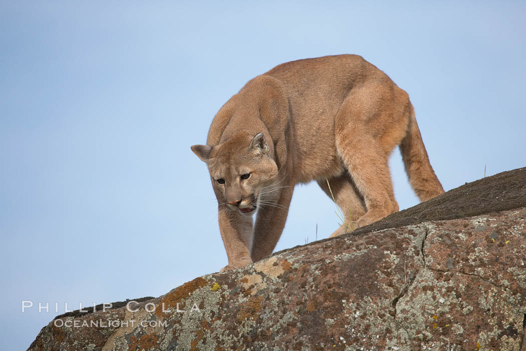 Mountain lion, Sierra Nevada foothills, Mariposa, California., Puma concolor, natural history stock photograph, photo id 15821
