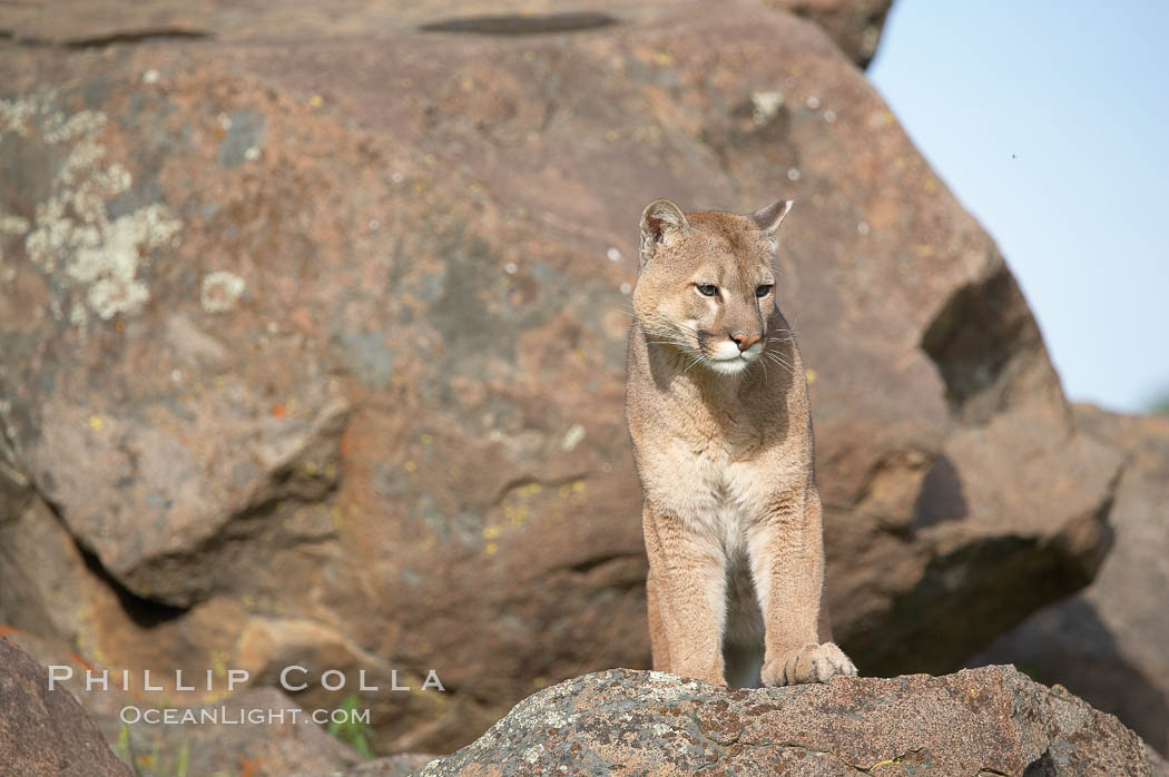 Mountain lion, Sierra Nevada foothills, Mariposa, California., Puma concolor, natural history stock photograph, photo id 15825