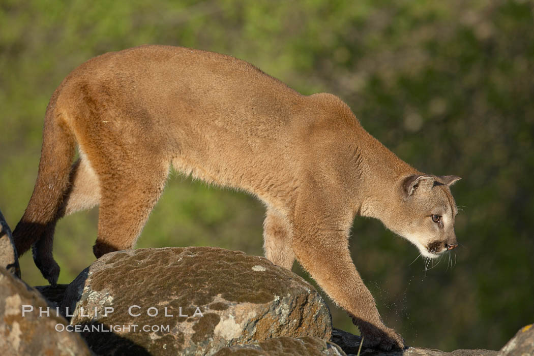 Mountain lion, Sierra Nevada foothills, Mariposa, California., Puma concolor, natural history stock photograph, photo id 15829