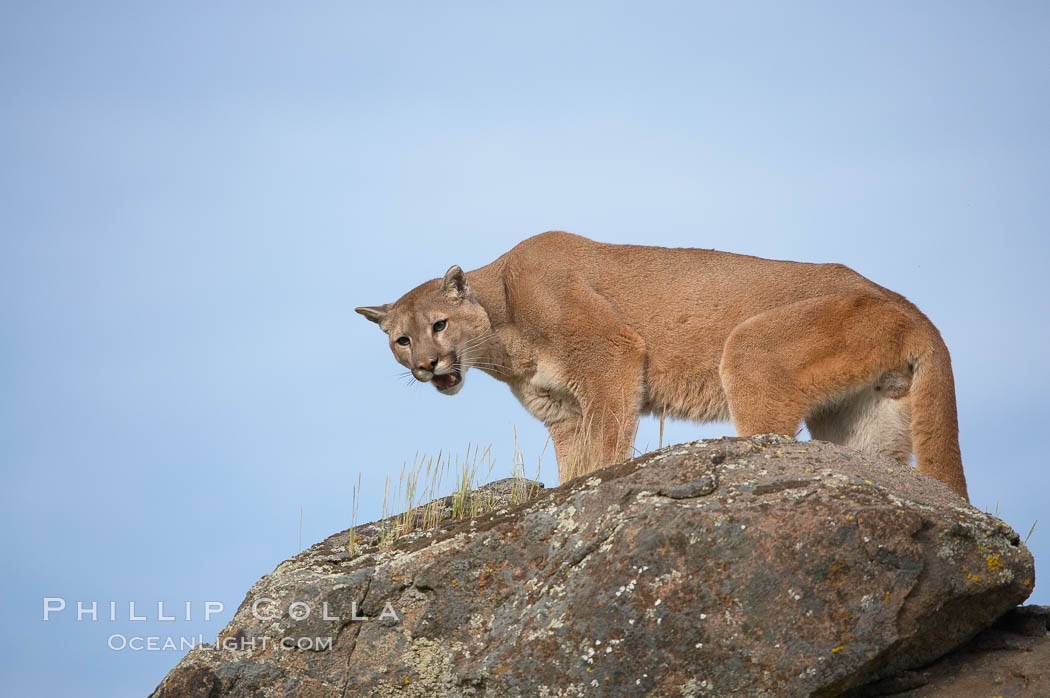 Mountain lion, Sierra Nevada foothills, Mariposa, California., Puma concolor, natural history stock photograph, photo id 15845