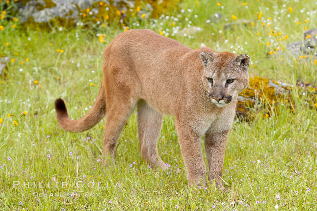 Mountain lion, Sierra Nevada foothills, Mariposa, California., Puma concolor, natural history stock photograph, photo id 15849