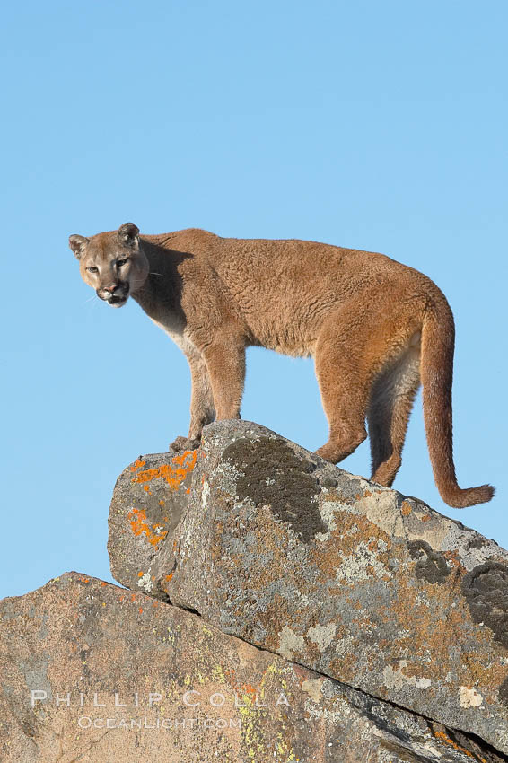 Mountain lion, Sierra Nevada foothills, Mariposa, California., Puma concolor, natural history stock photograph, photo id 15853