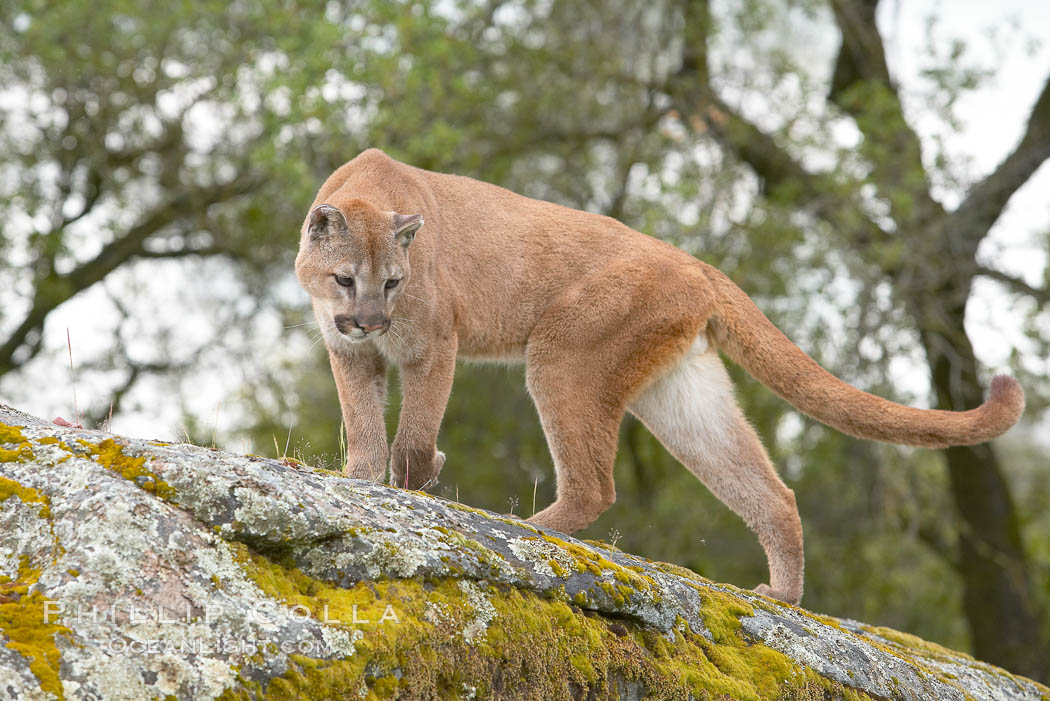 Mountain lion, Sierra Nevada foothills, Mariposa, California., Puma concolor, natural history stock photograph, photo id 15857