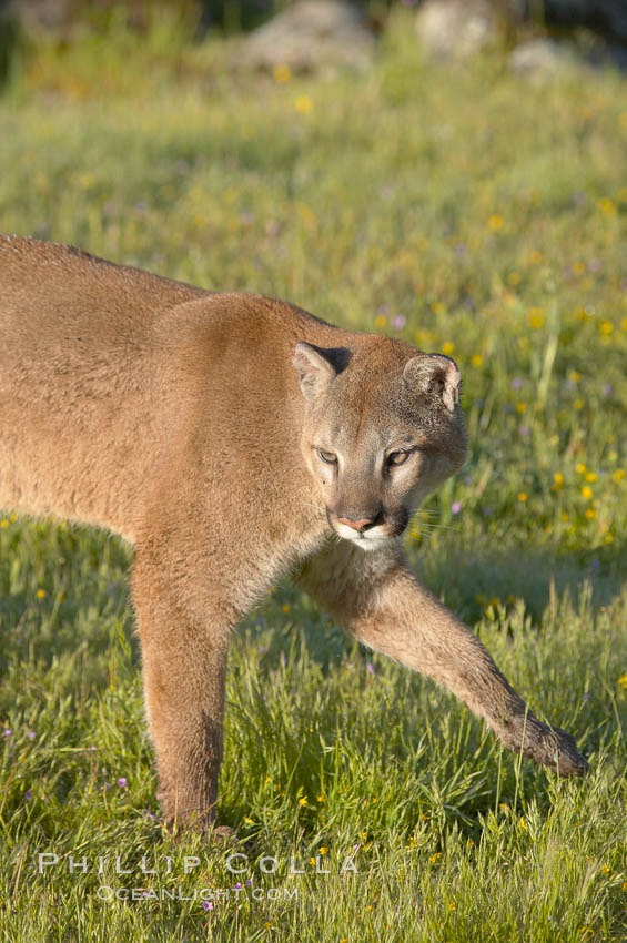 Mountain lion, Sierra Nevada foothills, Mariposa, California., Puma concolor, natural history stock photograph, photo id 15865