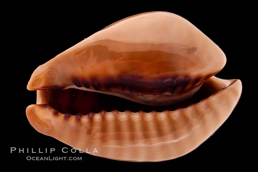 Mouse Cowrie., Cypraea mus, natural history stock photograph, photo id 08434