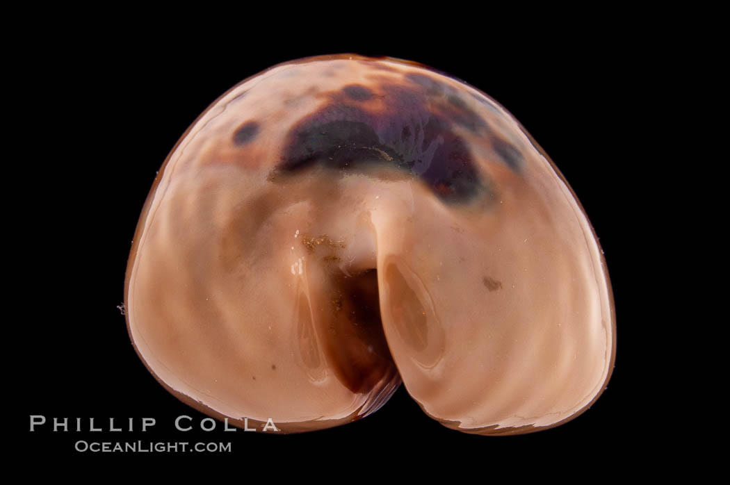 Mouse Cowrie., Cypraea mus, natural history stock photograph, photo id 08437