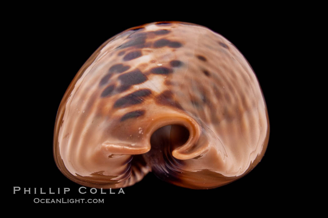Mouse Cowrie., Cypraea mus, natural history stock photograph, photo id 08436