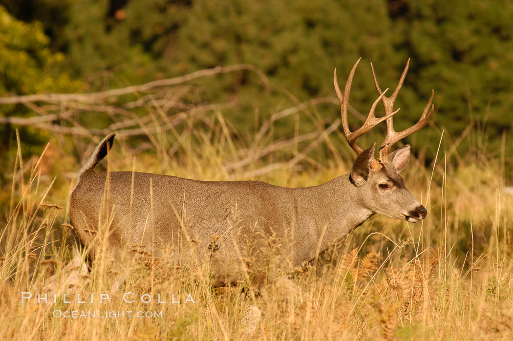 Mule deer, Yosemite Valley. Yosemite National Park, California, USA, Odocoileus hemionus, natural history stock photograph, photo id 07638