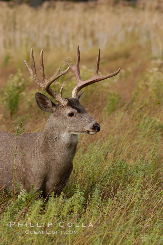 Mule deer, Yosemite Valley. Yosemite National Park, California, USA, Odocoileus hemionus, natural history stock photograph, photo id 07650