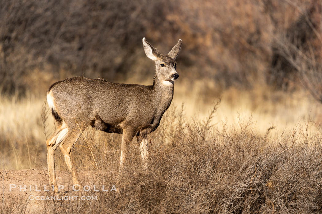 Mule Deer, Odocoileus hemionus, Bosque del Apache NWR, Odocoileus hemionus, Bosque del Apache National Wildlife Refuge, Socorro, New Mexico