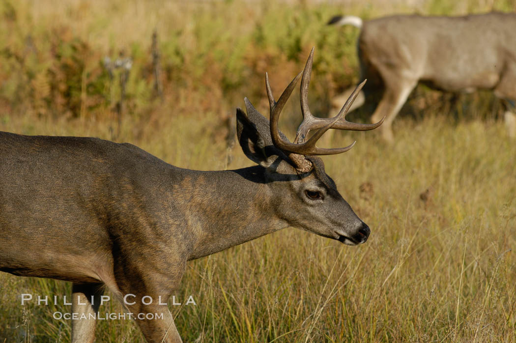 Mule deer, Yosemite Valley. Yosemite National Park, California, USA, Odocoileus hemionus, natural history stock photograph, photo id 07642