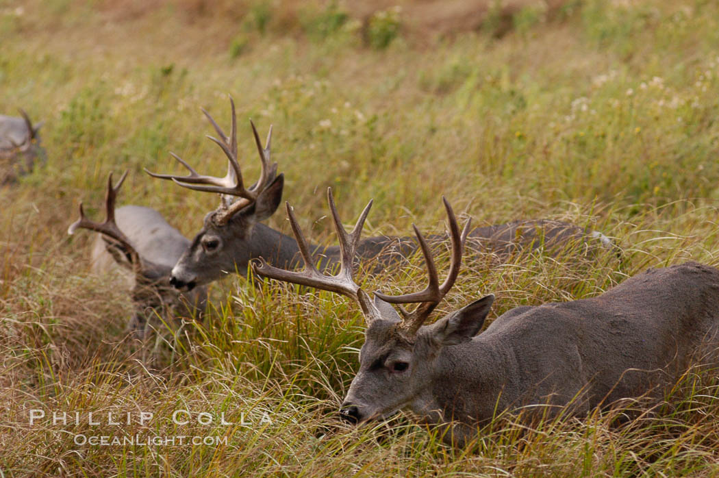 Mule deer, Yosemite Valley. Yosemite National Park, California, USA, Odocoileus hemionus, natural history stock photograph, photo id 07654