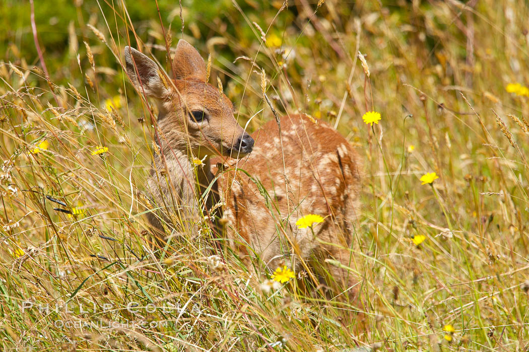 Black-tail deer fawn (mule deer), summer. Lake Crescent, Olympic National Park, Washington, USA, Odocoileus hemionus, natural history stock photograph, photo id 13774