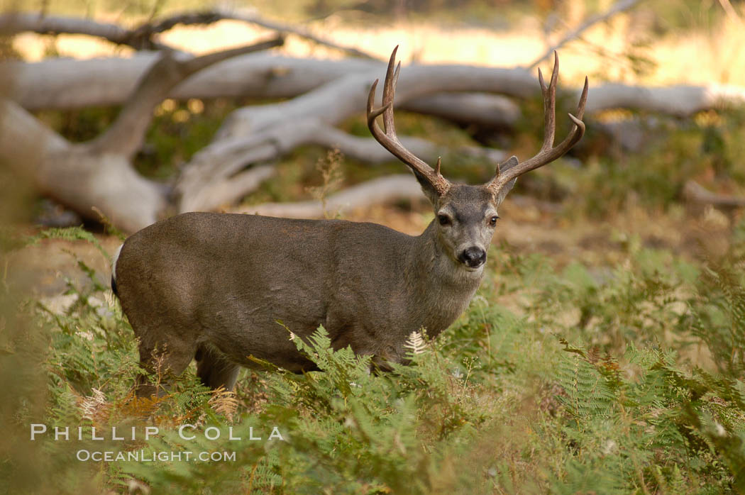 Mule deer, Yosemite Valley. Yosemite National Park, California, USA, Odocoileus hemionus, natural history stock photograph, photo id 07636