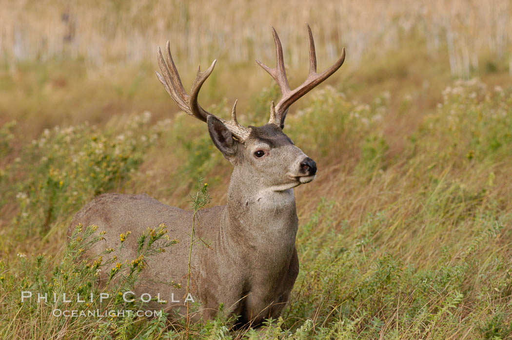 Mule deer, Yosemite Valley. Yosemite National Park, California, USA, Odocoileus hemionus, natural history stock photograph, photo id 07648