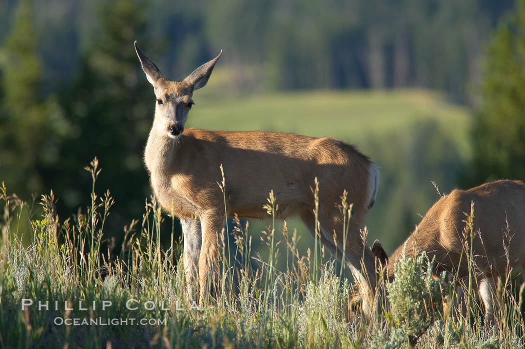 Black-tail deer (mule deer). Lamar Valley, Yellowstone National Park, Wyoming, USA, Odocoileus hemionus, natural history stock photograph, photo id 13100