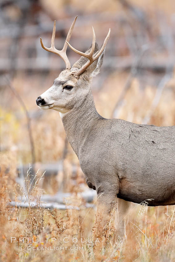 Mule deer in tall grass, fall, autumn. Yellowstone National Park, Wyoming, USA, Odocoileus hemionus, natural history stock photograph, photo id 19580