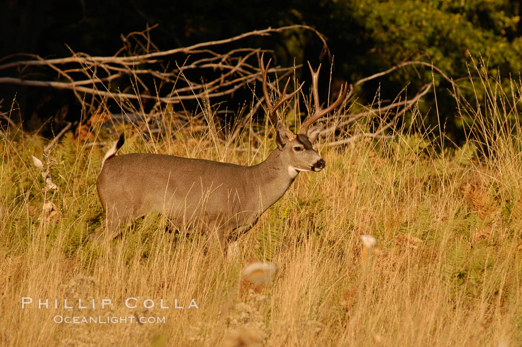 Mule deer, Yosemite Valley. Yosemite National Park, California, USA, Odocoileus hemionus, natural history stock photograph, photo id 07639