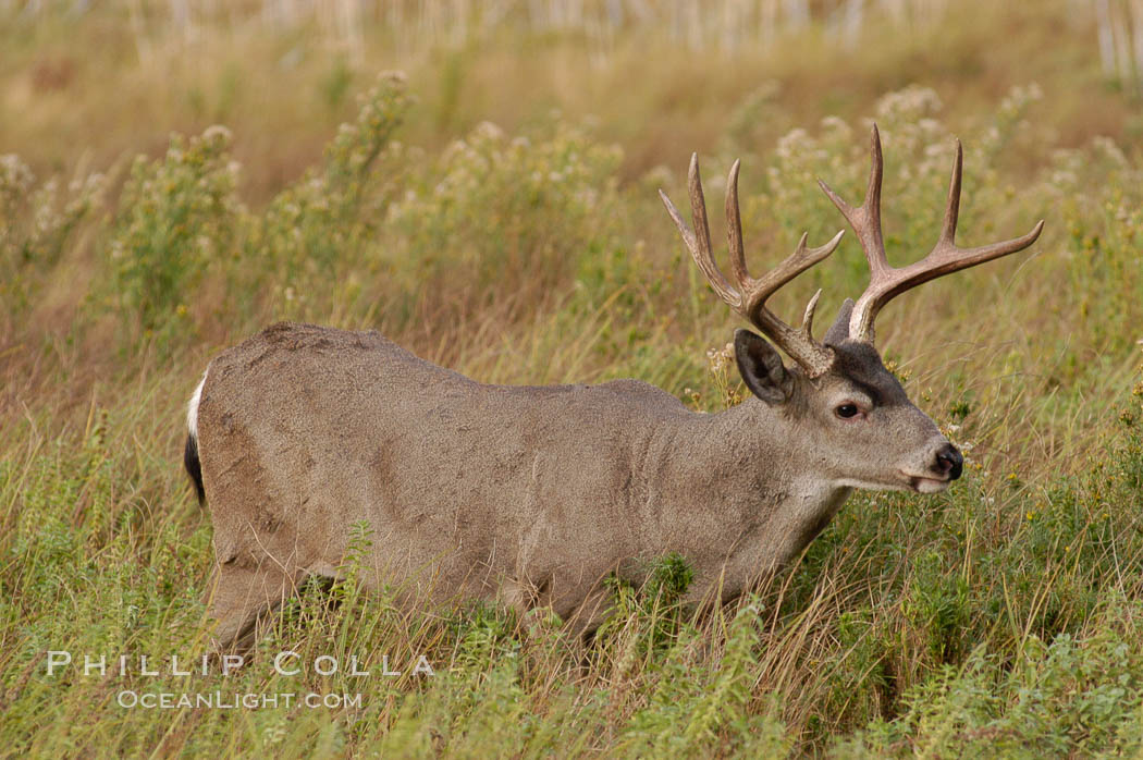 Mule deer, Yosemite Valley. Yosemite National Park, California, USA, Odocoileus hemionus, natural history stock photograph, photo id 07651