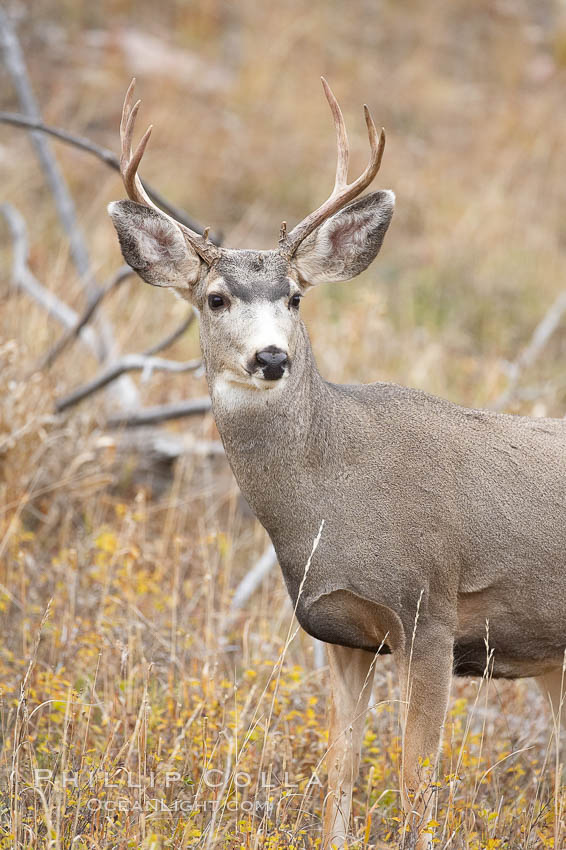 Mule deer in tall grass, fall, autumn. Yellowstone National Park, Wyoming, USA, Odocoileus hemionus, natural history stock photograph, photo id 19583