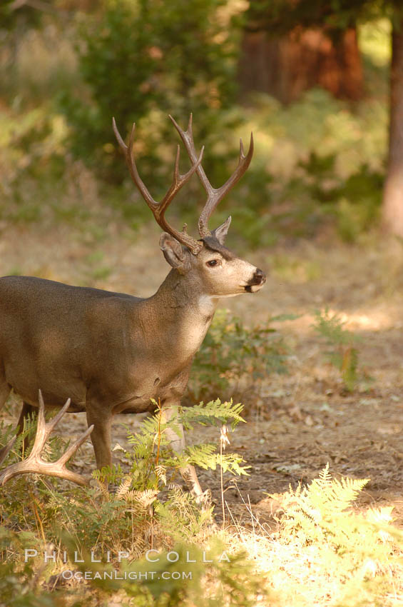 Mule deer, Yosemite Valley. Yosemite National Park, California, USA, Odocoileus hemionus, natural history stock photograph, photo id 07633