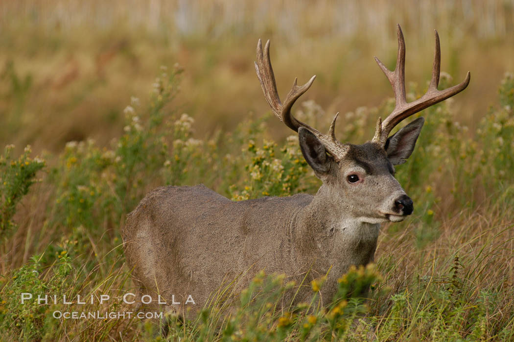 Mule deer, Yosemite Valley. Yosemite National Park, California, USA, Odocoileus hemionus, natural history stock photograph, photo id 07645