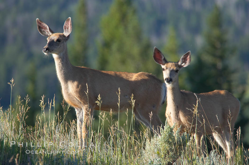 Black-tail deer (mule deer). Lamar Valley, Yellowstone National Park, Wyoming, USA, Odocoileus hemionus, natural history stock photograph, photo id 13097