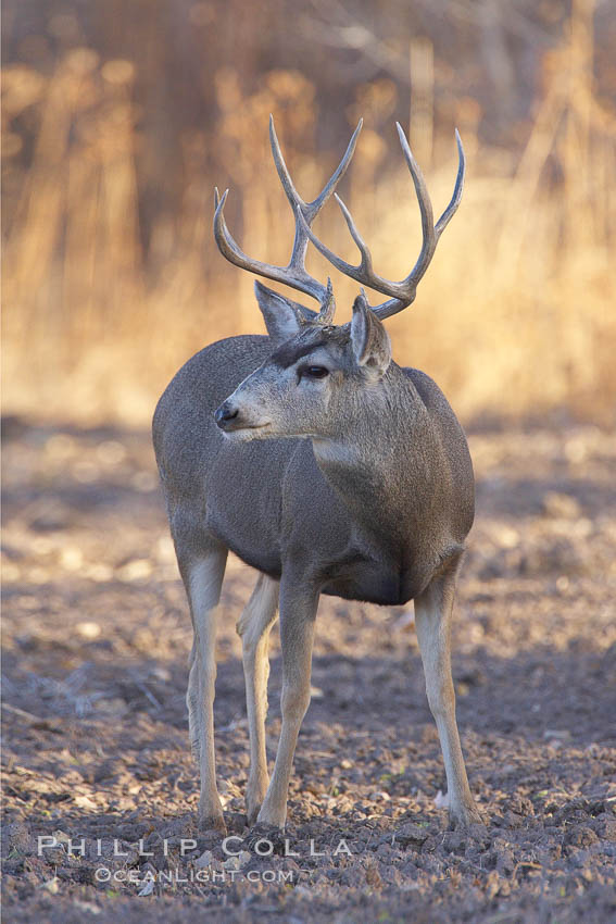 Mule deer, male with antlers. Bosque del Apache National Wildlife Refuge, Socorro, New Mexico, USA, Odocoileus hemionus, natural history stock photograph, photo id 21885