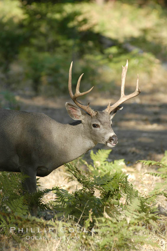 Mule deer, Yosemite Valley. Yosemite National Park, California, USA, Odocoileus hemionus, natural history stock photograph, photo id 07632