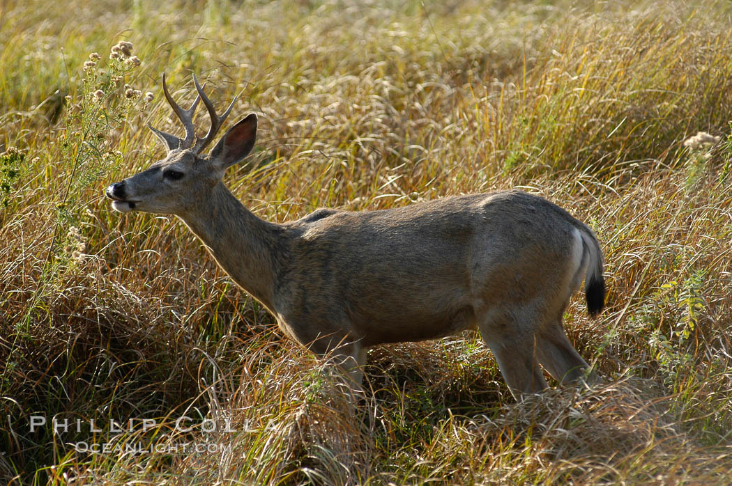 Mule deer, Yosemite Valley. Yosemite National Park, California, USA, Odocoileus hemionus, natural history stock photograph, photo id 07644