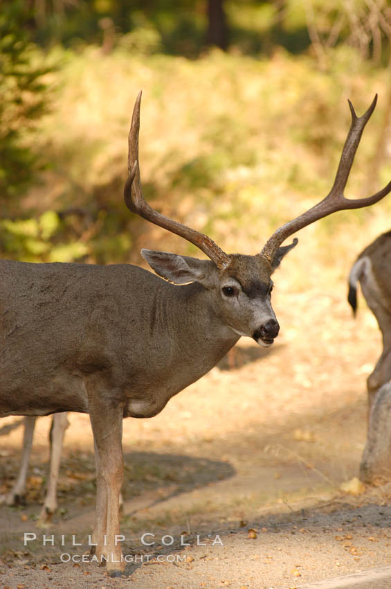 Mule deer, Yosemite Valley. Yosemite National Park, California, USA, Odocoileus hemionus, natural history stock photograph, photo id 07635