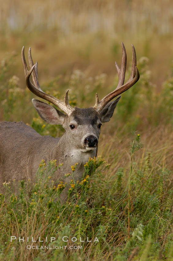 Mule deer, Yosemite Valley. Yosemite National Park, California, USA, Odocoileus hemionus, natural history stock photograph, photo id 07647