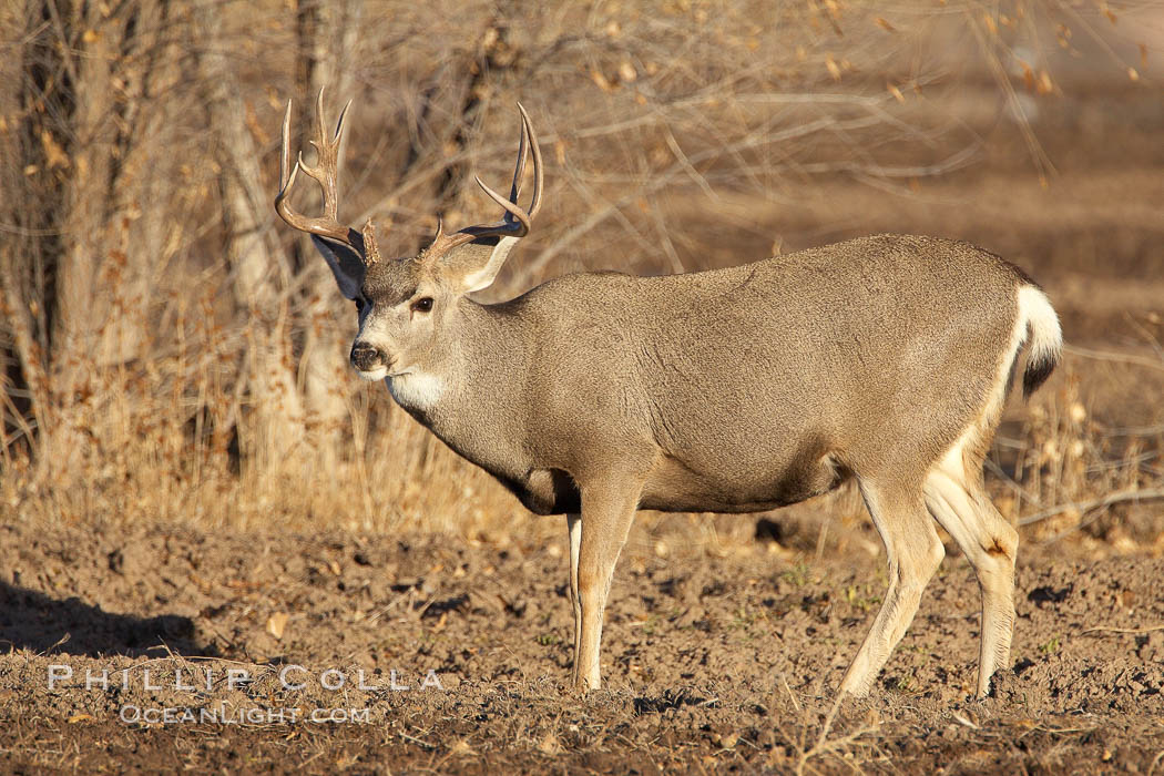 Mule deer, male with antlers. Bosque del Apache National Wildlife Refuge, Socorro, New Mexico, USA, Odocoileus hemionus, natural history stock photograph, photo id 22043