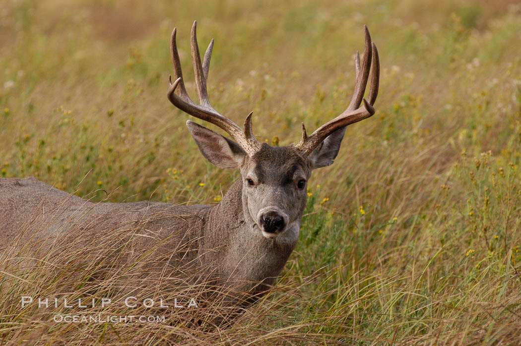 Mule deer, Yosemite Valley. Yosemite National Park, California, USA, Odocoileus hemionus, natural history stock photograph, photo id 07653