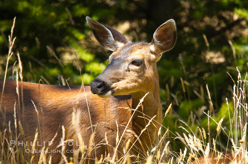 Black-tail deer (mule deer), female, summer. Lake Crescent, Olympic National Park, Washington, USA, Odocoileus hemionus, natural history stock photograph, photo id 13773